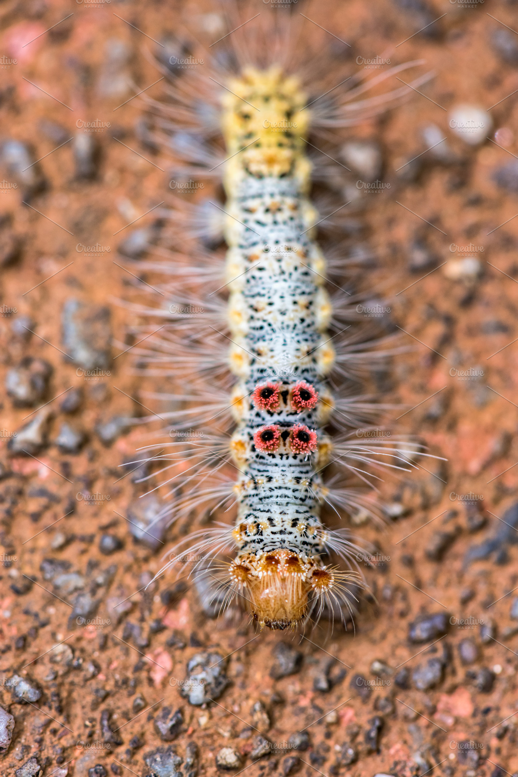 Caterpillar on the ground, an Animal Photo by yongkiet jitwattanatam