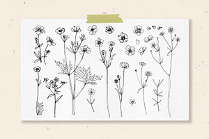 Flowers Buttercup. Sketch Flowers