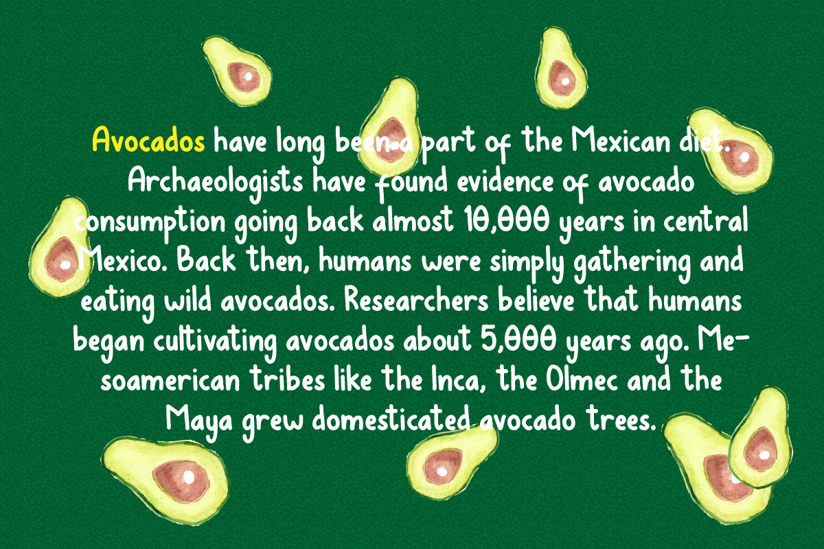 Avocados preview 6