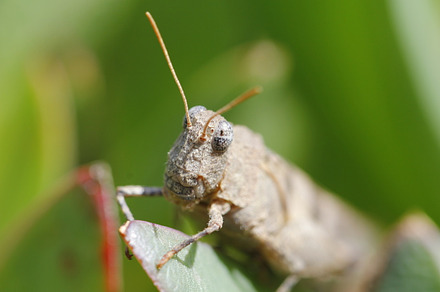Grasshopper stock photo containing grasshopper and animal, an Animal Photo by aagafapaperiapunta