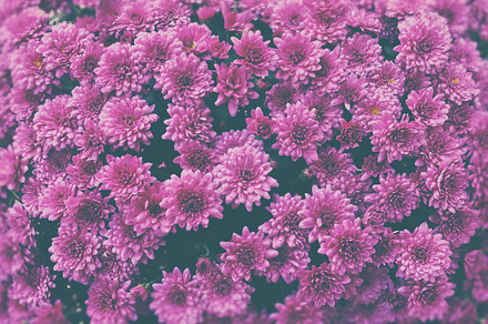 ☼ Pink flowers