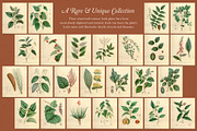 25 Medicinal Botany Prints, a Decorative Illustration by The Object Atlas (Thumbnail 3 of 6)