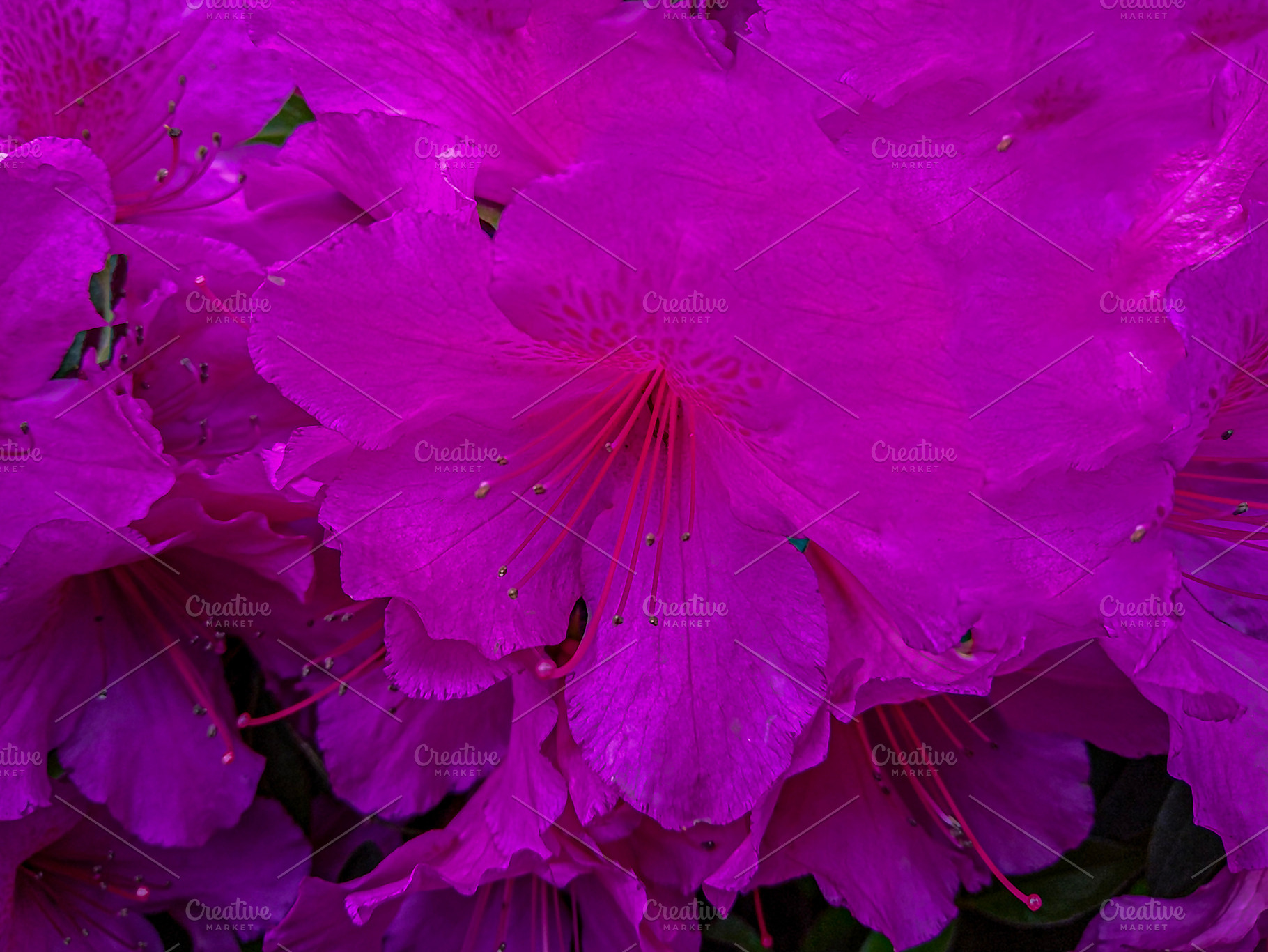 Azalea flower close-up in full bloom, a Nature Photo by DanFLCreativo