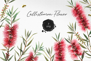 Callistemon Watercolor Flowers