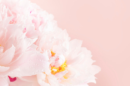 Gorgeous delicate pink peonies, tender pastel pink background, l, a Nature Photo by 5PH