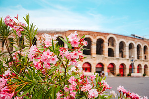 pink flowers by the Verona Arena in Italy, a Photo by Nito