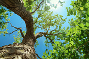 98 Trees view from below, a Nature Photo by Handmadefont (Thumbnail 34 of 98)
