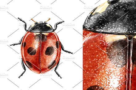 Ladybug  watercolor illustration