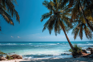 Palm trees sway over a sandy beach, a Photo by Pavel_design