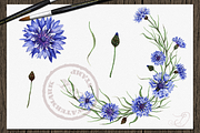 Cornflower illustration, an Illustration by DioFlow (Thumbnail 3 of 5)