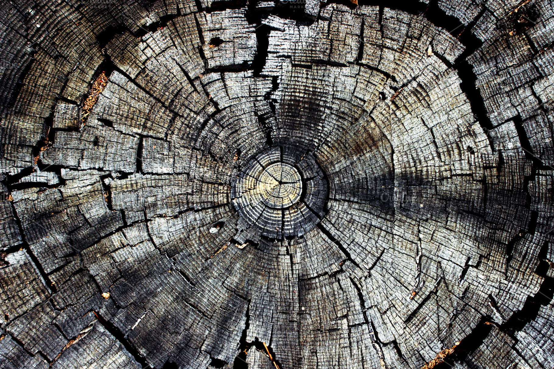 Tree rings featuring nature, wood, and tree, a Nature Photo by Erica Patstone