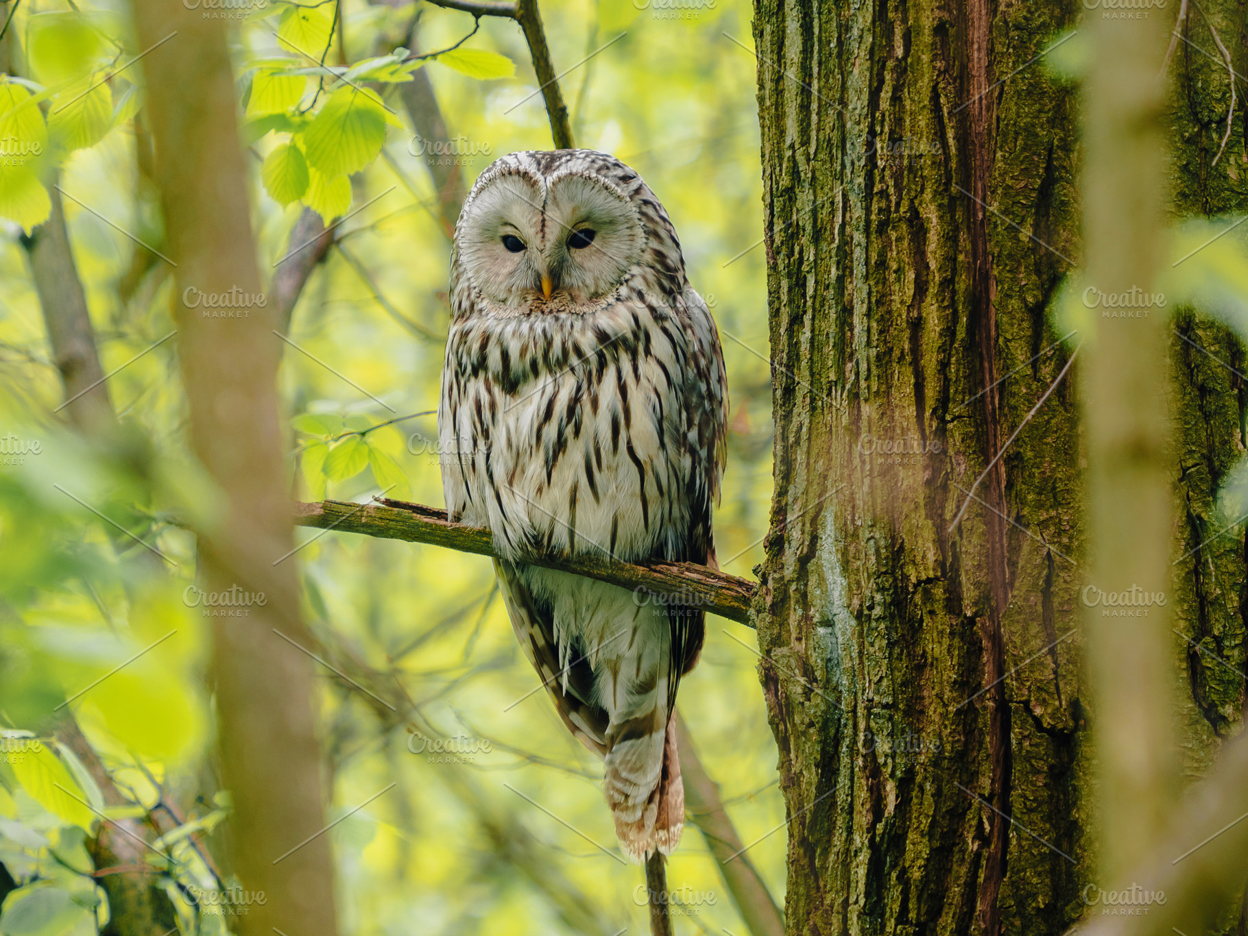 Ural owl Strix uralensis on branch, an Animal Photo by Fascinadora