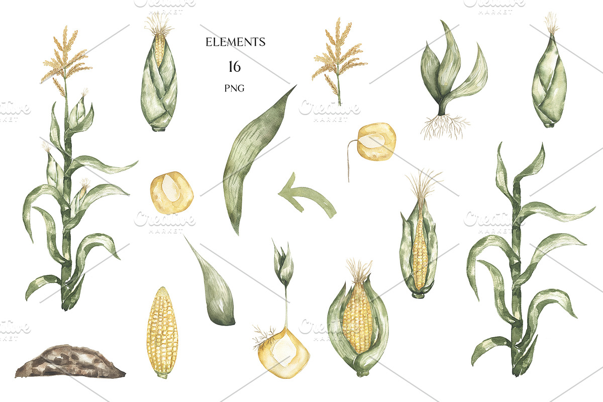 Watercolor Plant Life Cycle, an Education Illustration by MayaNavits (Photo 7 of 17)