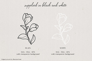 Magnolia Flower Vector Illustration