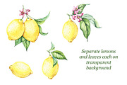Watercolor Lemons Set, an Illustration by Imaginasty (Thumbnail 3 of 6)