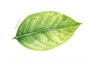 12 Kiwi Fruit Clipart Set, an Illustration by hafijul (Thumbnail 10 of 13)