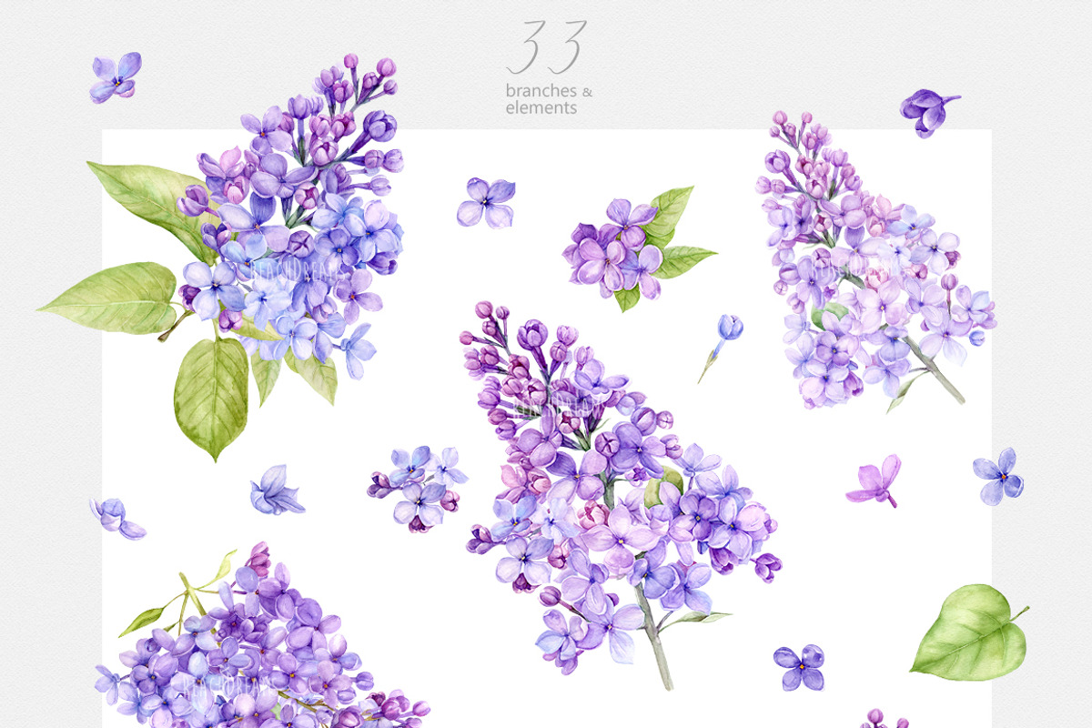 Watercolor Lilac Floral Clipart, a Decorative Illustration by ReachDreams (Photo 2 of 10)