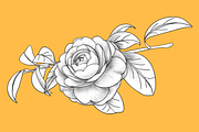 Camellia japonica, an Object Graphic by VictoriaKStudio (Thumbnail 3 of 6)