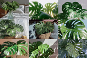 45 Aesthetic Monstera Plant Photos, a Nature Photo by Incomelion (Thumbnail 9 of 12)
