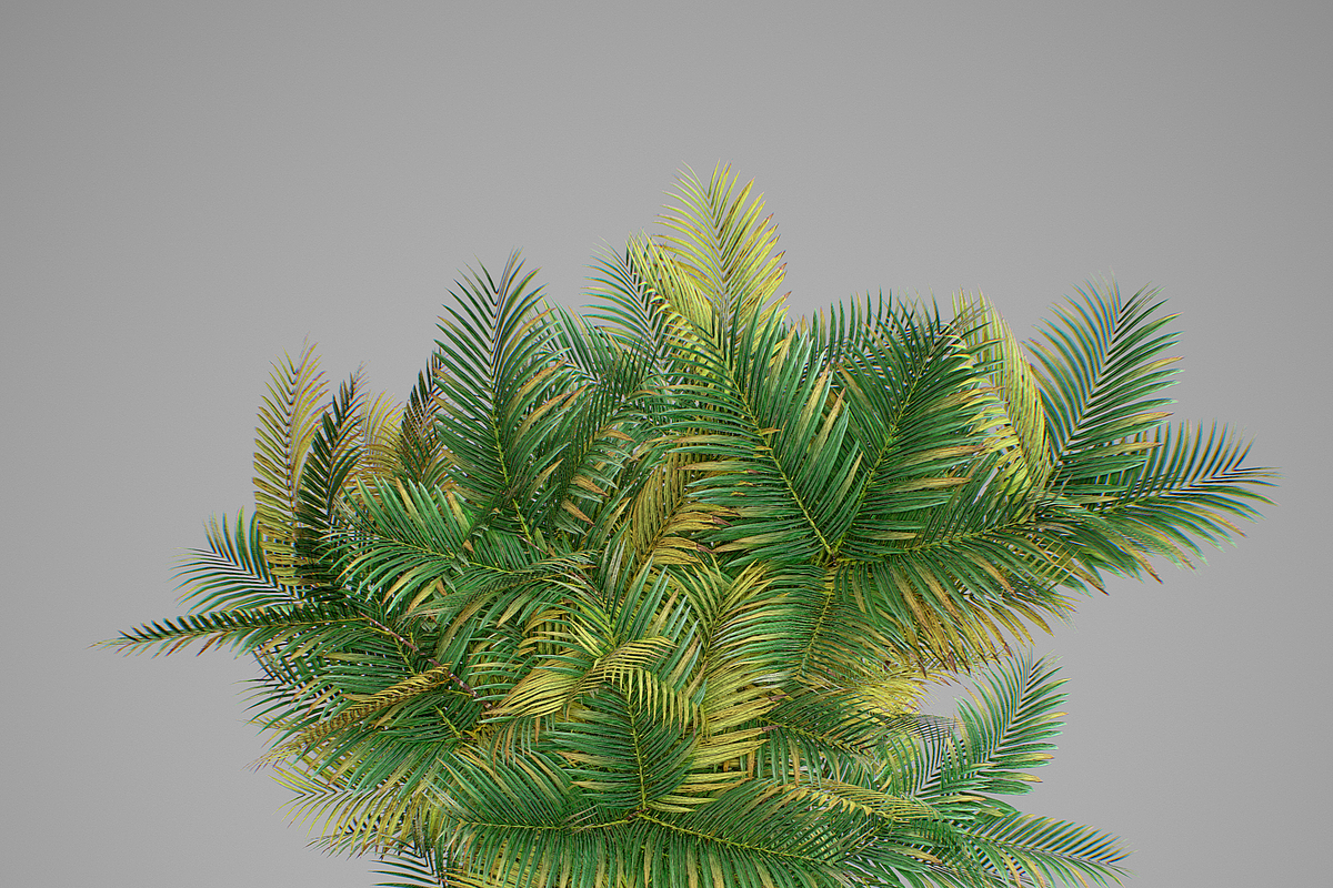 Pinanga coronata, an Environmental 3D Model by AndrewWhite (Photo 24 of 25)