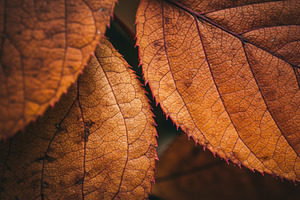 Close-up of autumn leaves with detai, a Nature Photo by professorinc