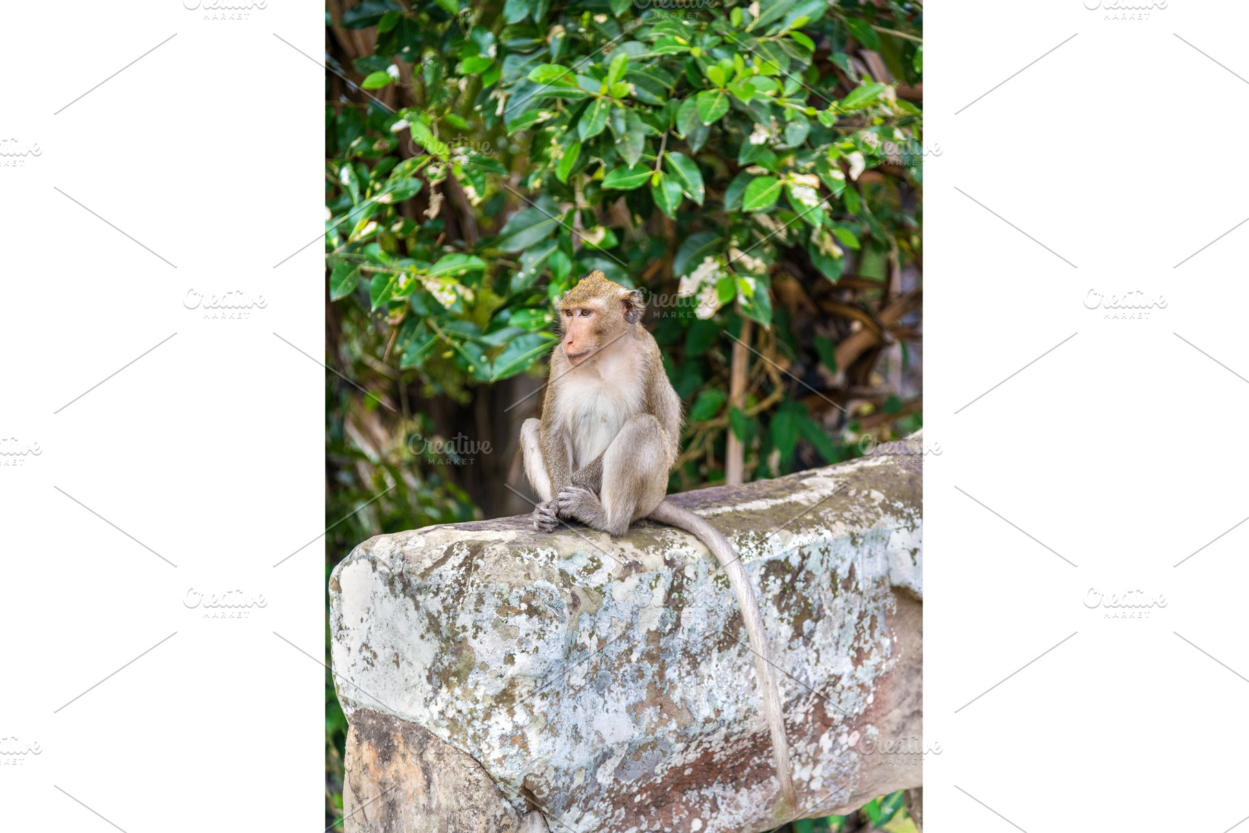 Monkey at angkor wat in cambodia stock photo containing cambodia and monkey, an Architecture Photo by Leonid Andronov