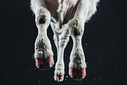 Animal Legs - 49 images, an Animal Photo by Handmadefont (Thumbnail 6 of 13)