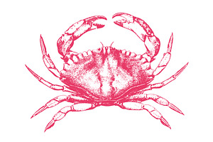 Vector Crab Illustration