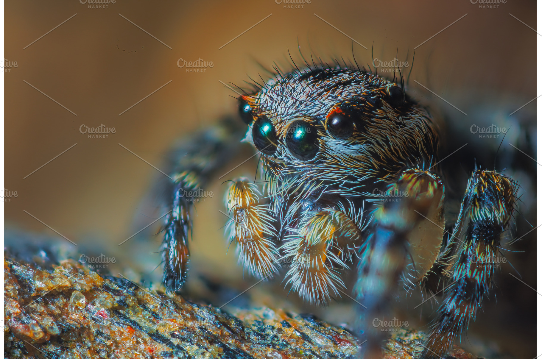 A Close-up picture of a Jumping, an Animal Photo by Lukas Jonaitis SHOP