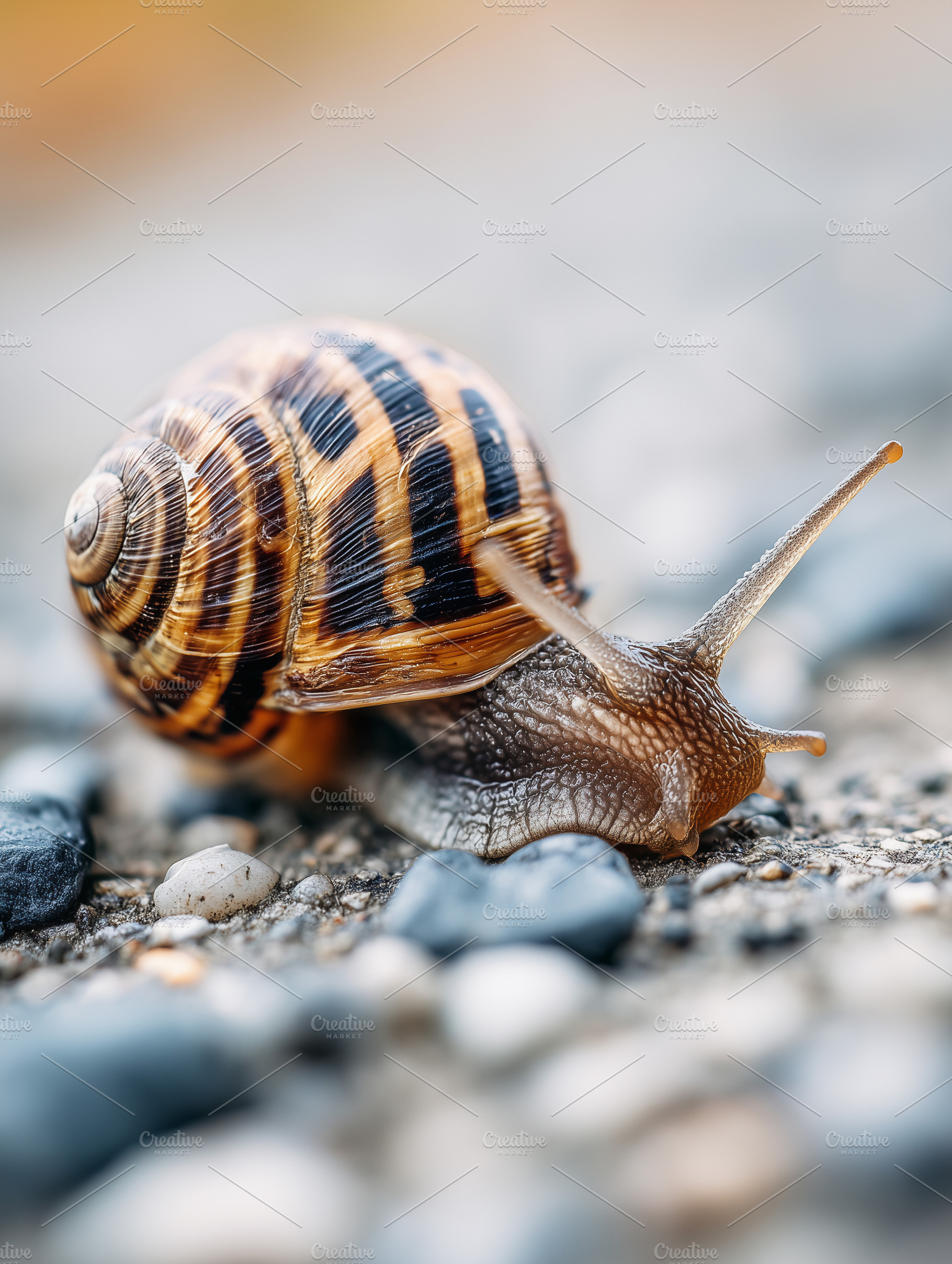 Garden snail with a patterned shell, an Animal Photo by MistyDay