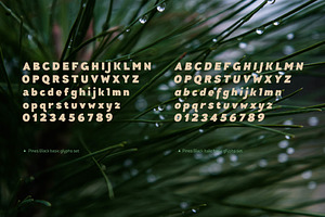 Pines Black & Pines Black Italic