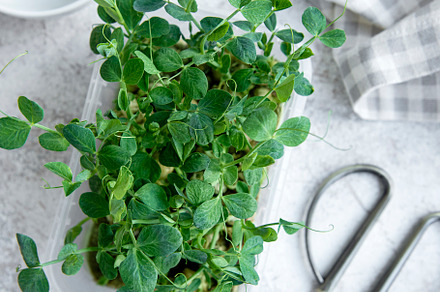 Peas micro greens on wooden table, a Food & Drink Photo by Olena Rudo