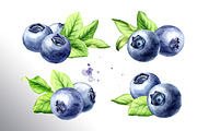 Blueberry. Watercolor collection, a Food Illustration by Daria Ustiugova (Thumbnail 2 of 25)