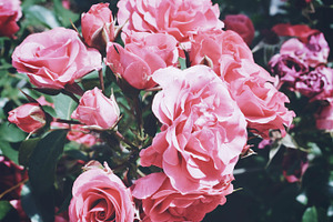 Roses stock photograph
