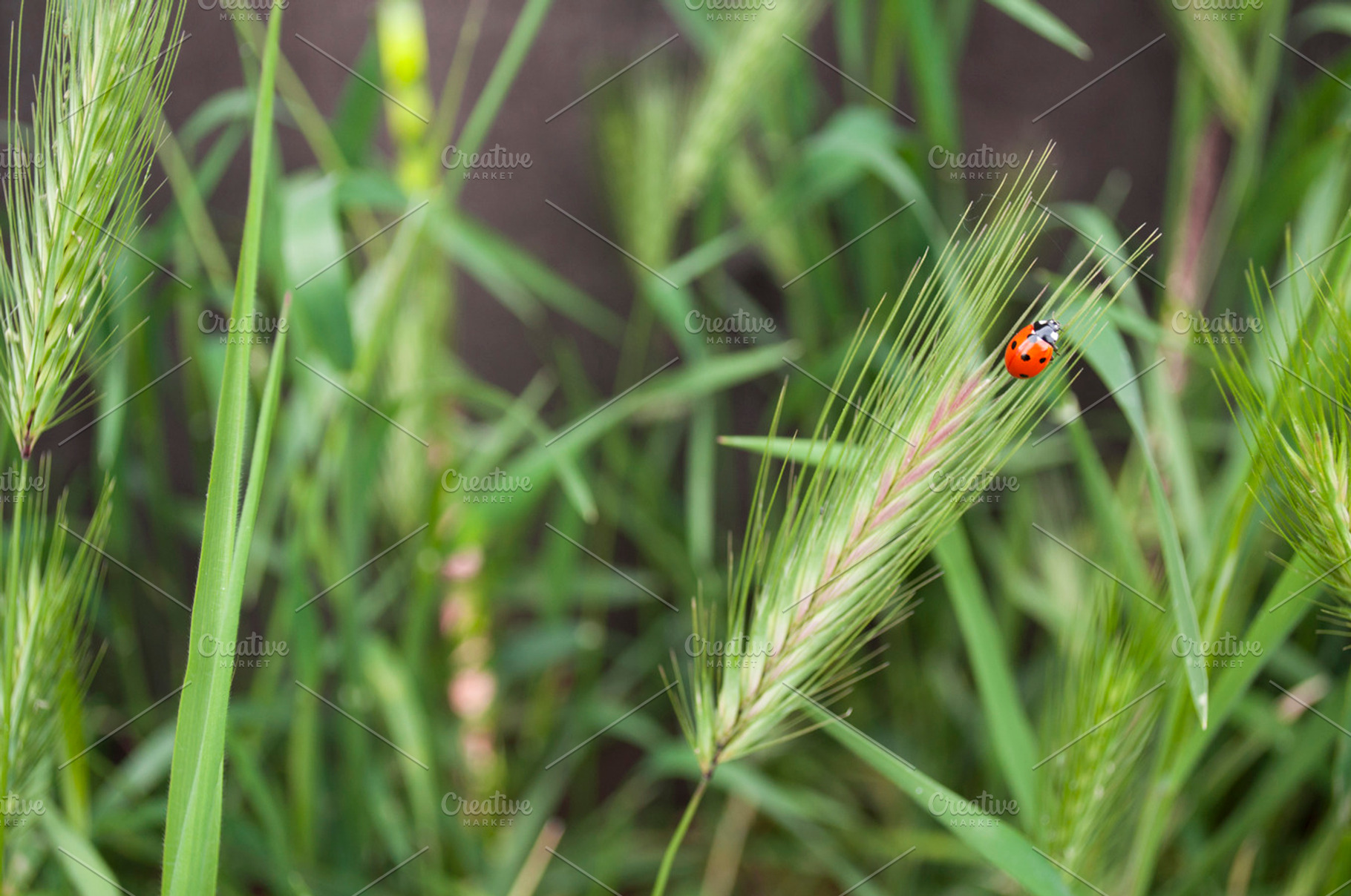 Lady stock picture, a Nature Photo by Foxtail Pine Studio