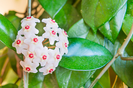 White flowers on green house plant
