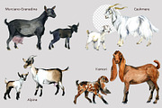 Ultimate Goats: 12 Watercolor Breeds, an Animal Illustration by FineArt (Thumbnail 5 of 8)