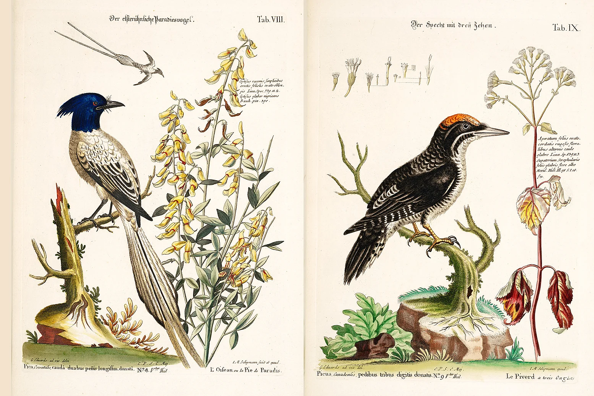 100+ Johann Michael Seligmann, an Animal Illustration by Digital Museum (Photo 4 of 10)