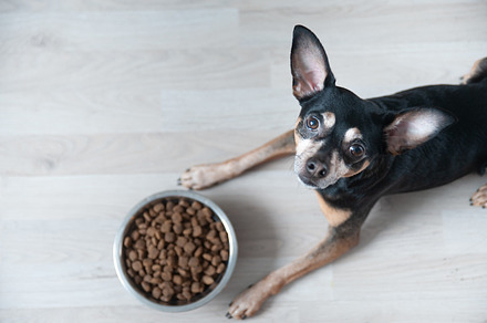 Cute dog lies in front of a bowl, an Animal Photo by WildStrawberry Magic