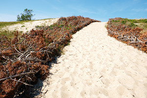 Footpath to the sea in sandy dunes, a Nature Photo by BOOCYS