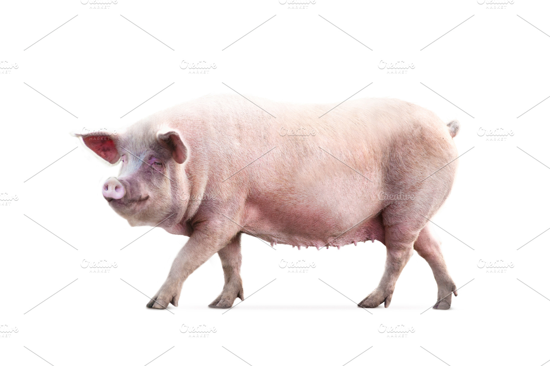 walking pig isolated on white, an Animal Photo by Olgait