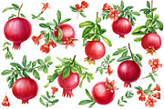 Watercolor fruits clipart, an Illustration by Hanna Hryharenka (Thumbnail 6 of 14)