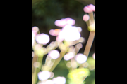 Dreamy, Ethereal Flower Photo Bundle, a Nature Photo by AmandaFagan (Thumbnail 4 of 13)