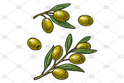 olive oil making engrave, a Food Illustration by MoreVector (Thumbnail 3 of 3)