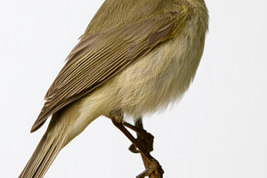 Common chiffchaff perched on branch isolated on white background