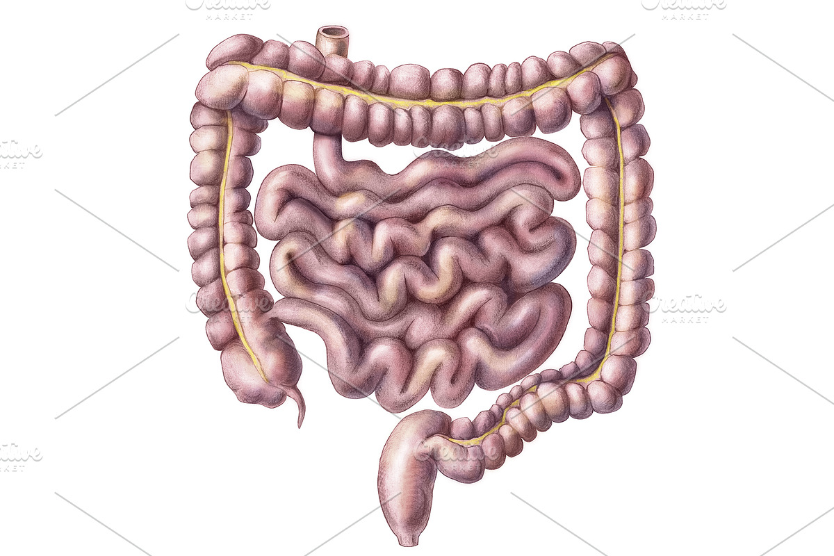 Vintage Human Organs Hand Drawn Set, a Healthcare Illustration by Anna Repp Illustration (Photo 7 of 14)