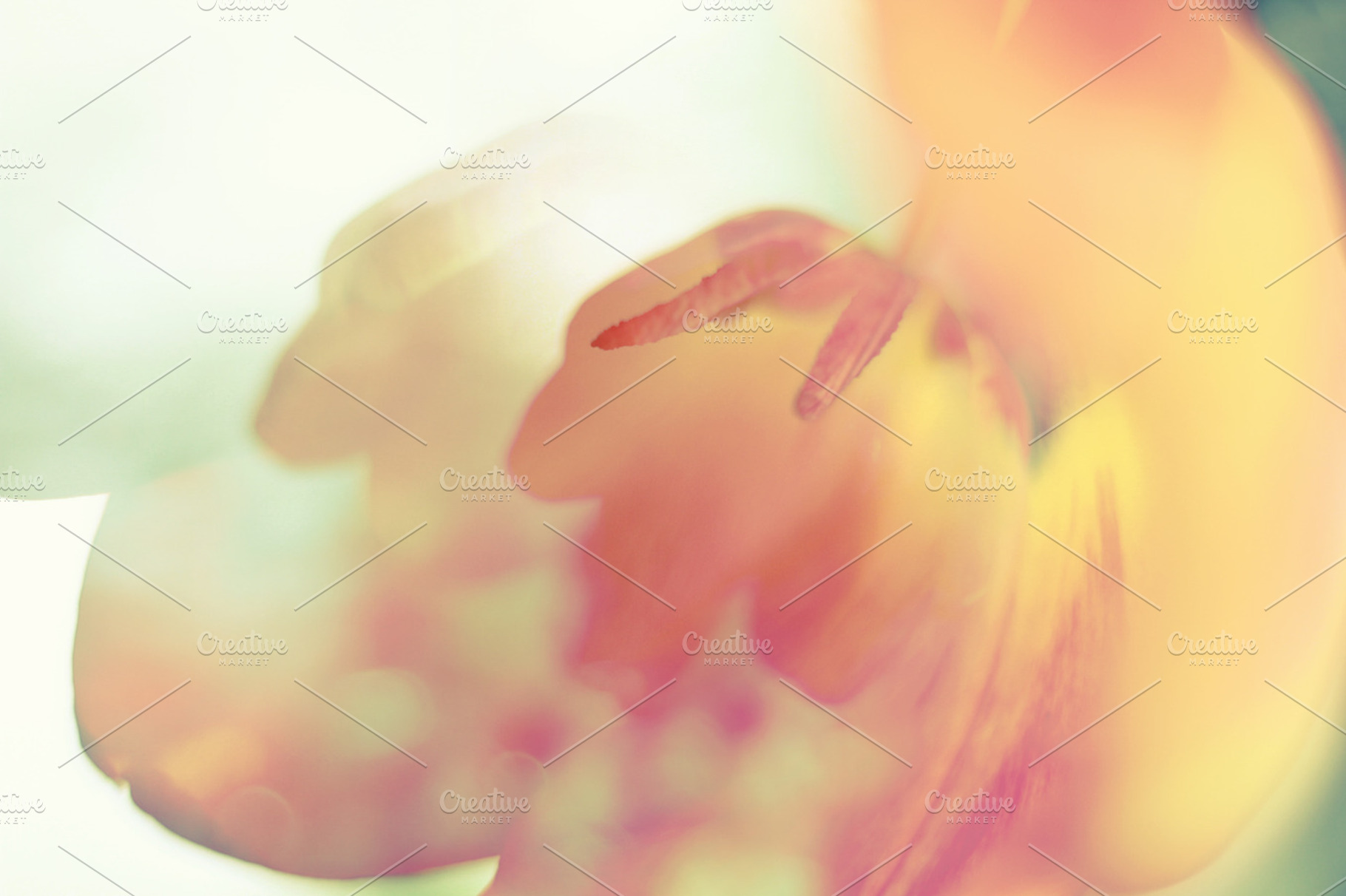 Tulip flower double exposure stock photo containing flowers and tulips