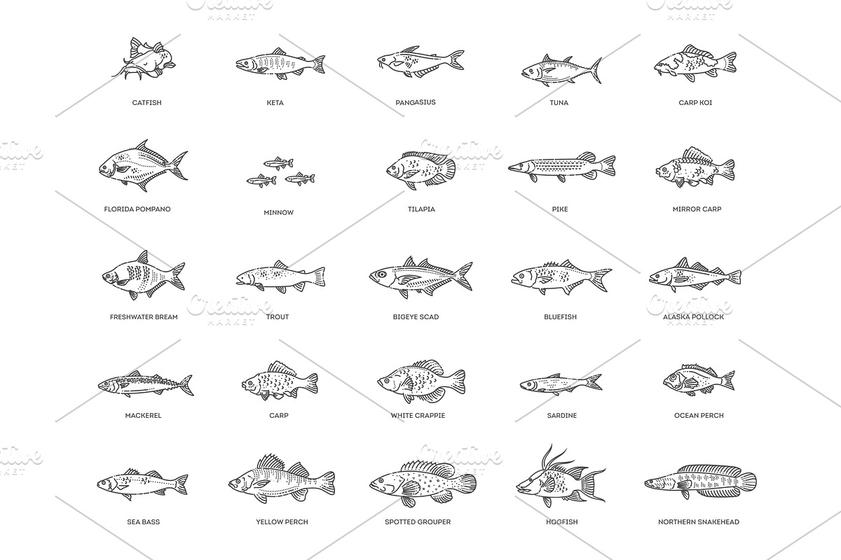 Types marine, ocean fish icons, an Animal Illustration by Tettygreen
