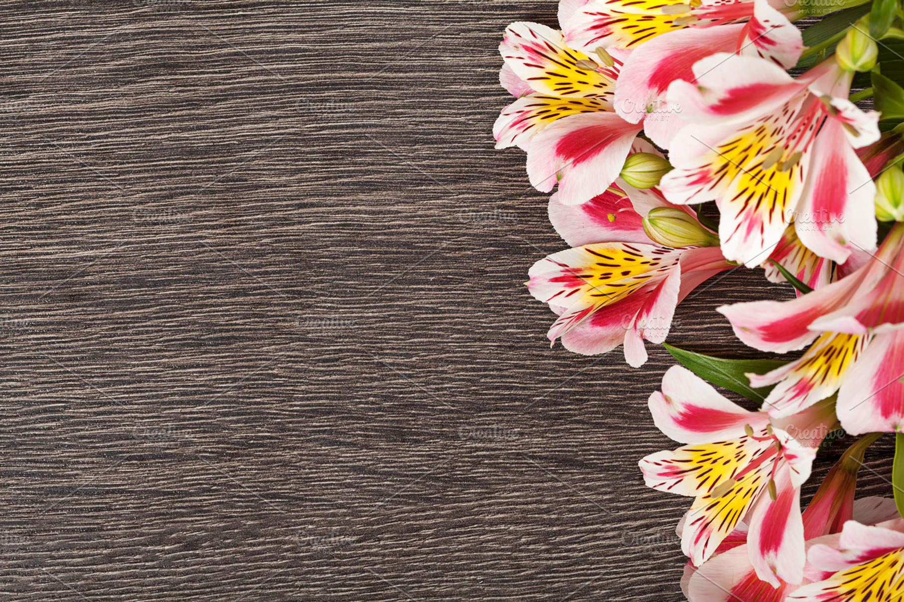 Pink Flowers Alstroemeria On Dark Wo