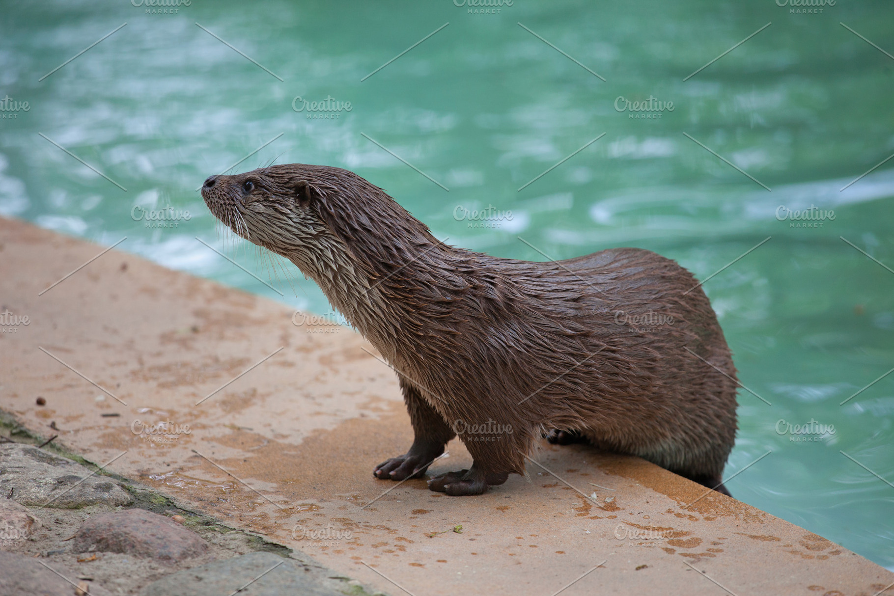 Otter at the Pool, an Animal Photo by Artur Bogacki